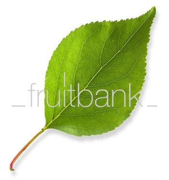 Fruitbank Foto: Aprikosenblatt