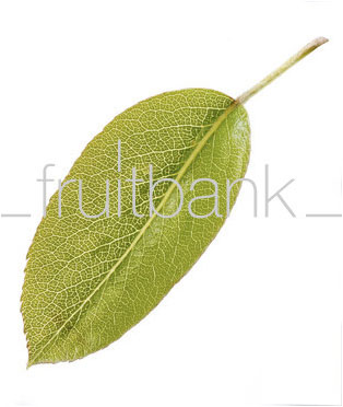 Fruitbank Foto: Birnenblatt UK006001
