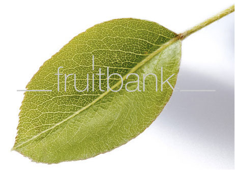 Fruitbank Foto: Birnenblatt UK006002