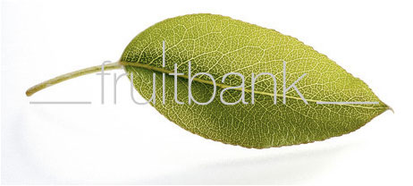 Fruitbank Foto: Birnenblatt UK006007