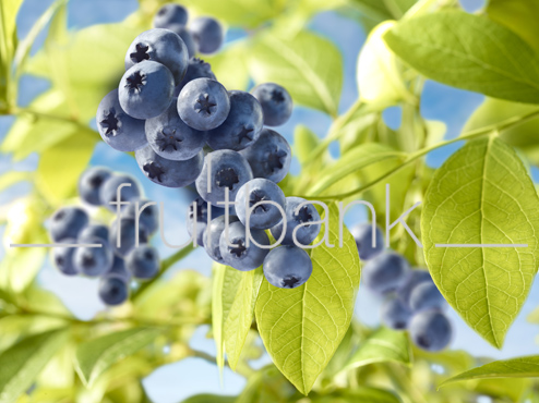 Fruitbank Foto: Blaubeeren am Strauch HK007024