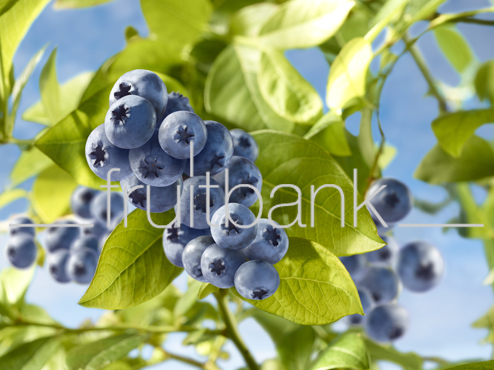 Fruitbank Foto: Blaubeeren am Strauch HK007025