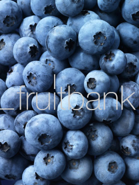 Fruitbank Foto: Blaubeeren-Teppich UK007023