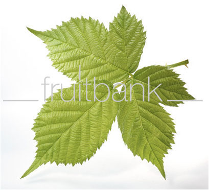Fruitbank Foto: Brombeerblatt UK008001