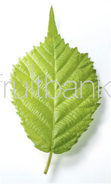 Fruitbank Foto: Brombeerblatt UK008005