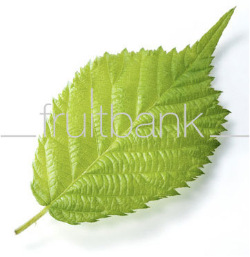 Fruitbank Foto: Brombeerblatt UK008006