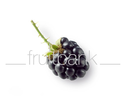 Fruitbank Foto: Brombeere UK008038