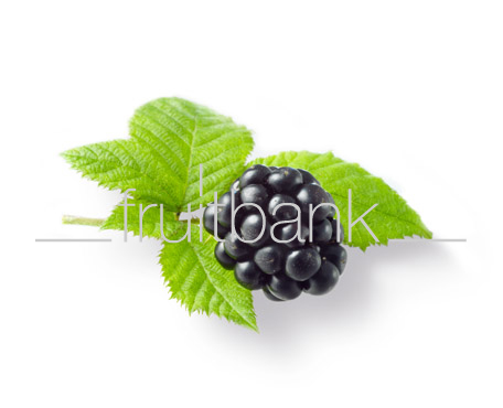 Fruitbank Foto: Brombeere mit Blatt UK008040