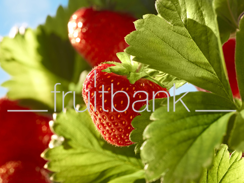 Fruitbank Foto: Erdbeere am Strauch HK013037