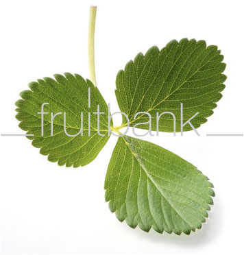 Fruitbank Foto: Erdbeerblatt UK013002