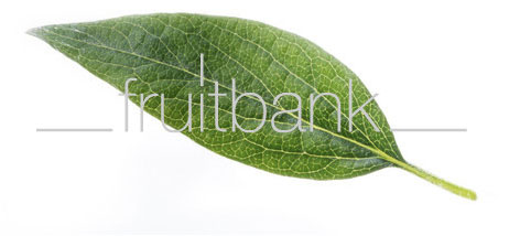 Fruitbank Foto: Erdbeerblatt der Blüte UK013003