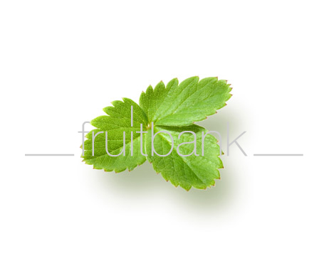 Fruitbank Foto: Erdbeerblatt UK013023