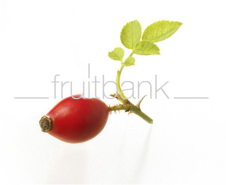 Fruitbank Foto: Hagebutte mit Blatt UK016007