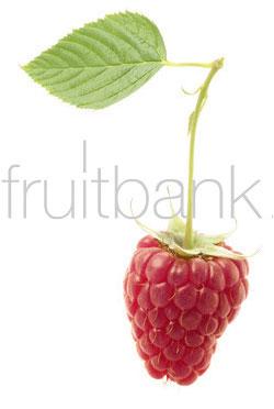 Fruitbank Foto: Himbeere mit Blatt UK018030