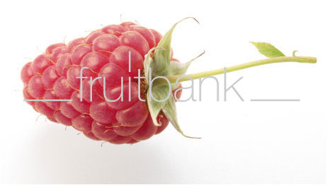 Fruitbank Foto: Himbeere mit Stiel UK018034