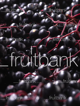Fruitbank Foto: Holunderbeeren Teppich CloseUp UK017021
