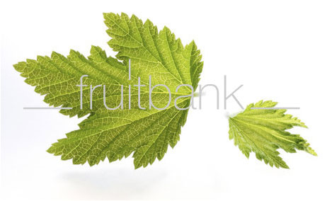 Fruitbank Foto: Johannisbeerblätter UK021002