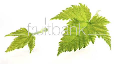 Fruitbank Foto: Johannisbeerblätter UK021008