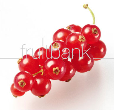 Fruitbank Foto: Rote Johannisbeeren Rispe UK021019