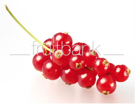 Fruitbank Foto: Rote Johannisbeeren Rispe UK021024