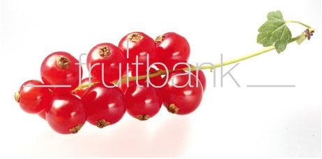 Fruitbank Foto: Rote Johannisbeeren Rispe UK021025