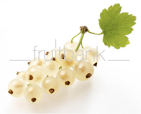 Fruitbank Foto: Weisse Johannisbeere Rispe mit Blatt UK021028