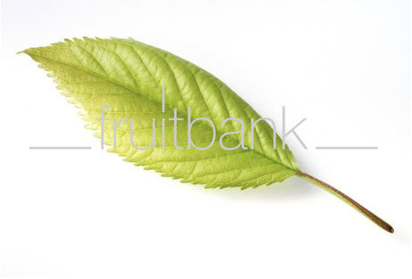 Fruitbank Foto: Kirschblatt UK023001