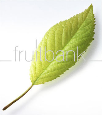 Fruitbank Foto: Kirschblatt UK023003