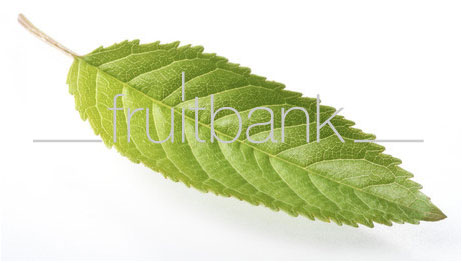 Fruitbank Foto: Kirschblatt UK023005