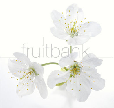 Fruitbank Foto: Kirschblüten UK023011