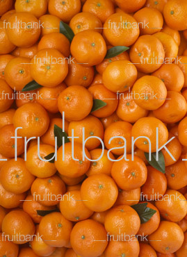 Fruitbank Foto: Mandarinen-Teppich mit Blättern HK029002