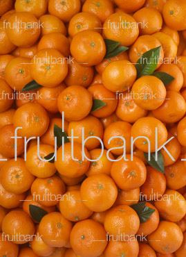 Fruitbank Foto: Mandarinen-Teppich mit Blättern HK029003