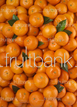 Fruitbank Foto: Mandarinen-Teppich mit Blättern HK029004