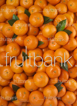 Fruitbank Foto: Mandarinen-Teppich mit Blättern HK029006