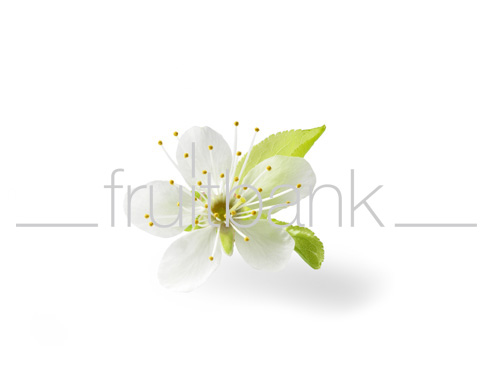 Fruitbank Foto: Pflaumenblüte mit Blättern HK032067