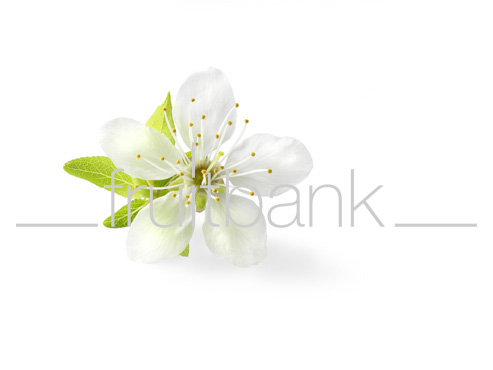Fruitbank Foto: Pflaumenblüte mit Blättern HK032071