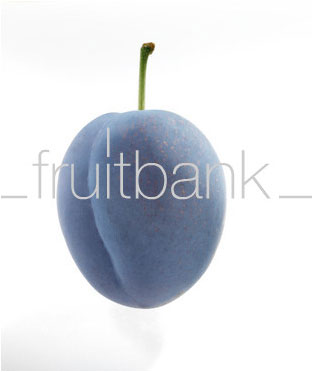 Fruitbank Foto: Pflaume UK032008