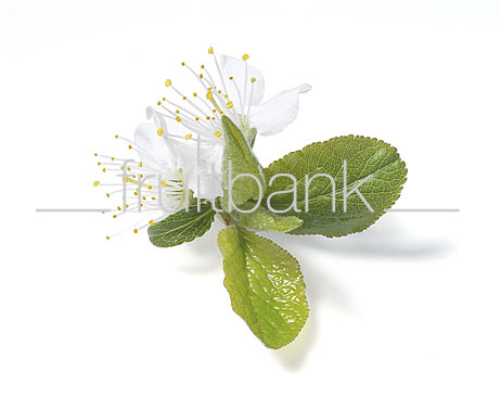 Fruitbank Foto: Pflaumenblüte mit Blättern UK032011
