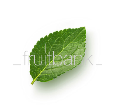 Fruitbank Foto: Pflaumenblatt UK032020