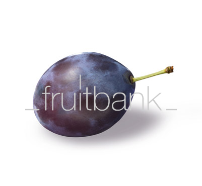 Fruitbank Foto: Pflaume UK032023