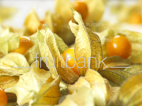 Fruitbank Foto: Physalis UK039002