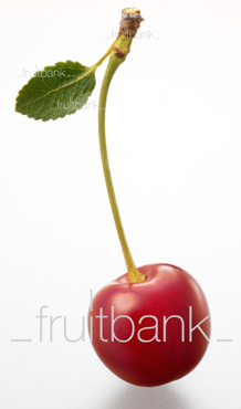 Fruitbank Foto: Sauerkirsche mit Stiel und Blatt UK033004