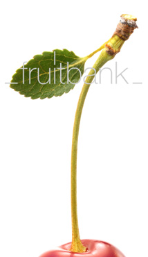 Fruitbank Foto: Sauerkirsche mit Stiel und Blatt UK033005