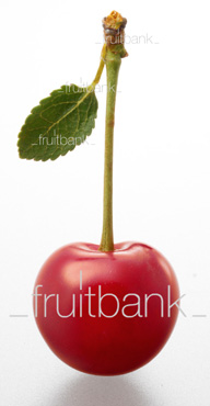 Fruitbank Foto: Sauerkirsche mit Stiel und Blatt UK033006