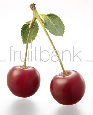 Fruitbank Foto: Sauerkirschen-Paar mit Stiel und Blatt UK033012
