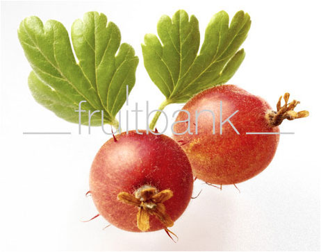 Fruitbank Foto: Rote Stachelbeeren mit Blatt UK034015