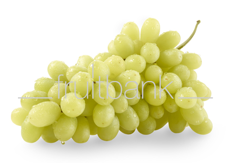 Fruitbank Foto: Grüne Weintrauben mit Wassertropfen HK046006
