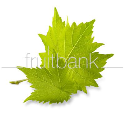 Fruitbank Foto: Zwei Weinblätter