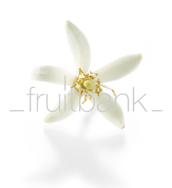 Fruitbank Foto: Zitronenblüte UK048006